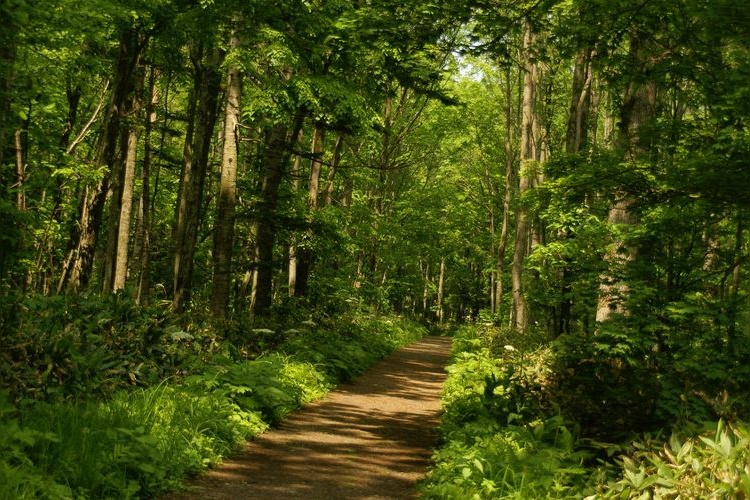 Nopporo Primeval Forest