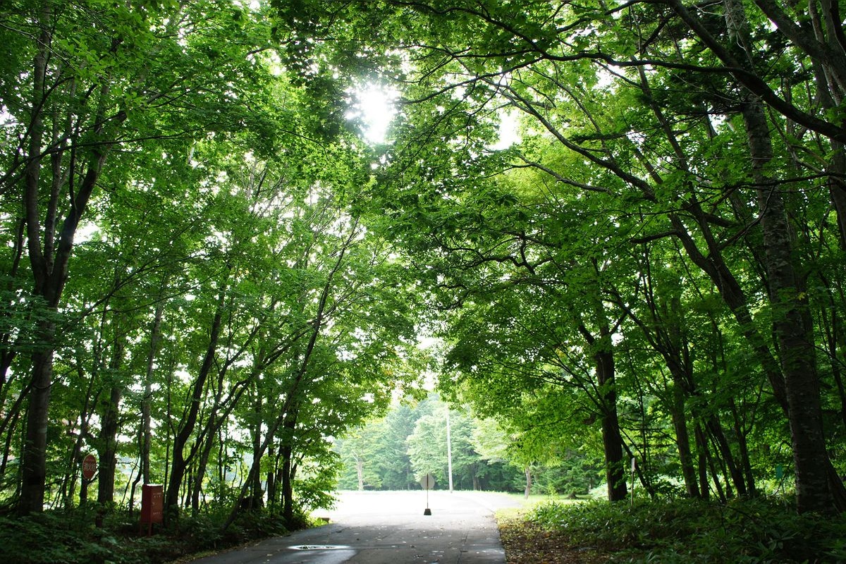 Parco Forestale di Nopporo