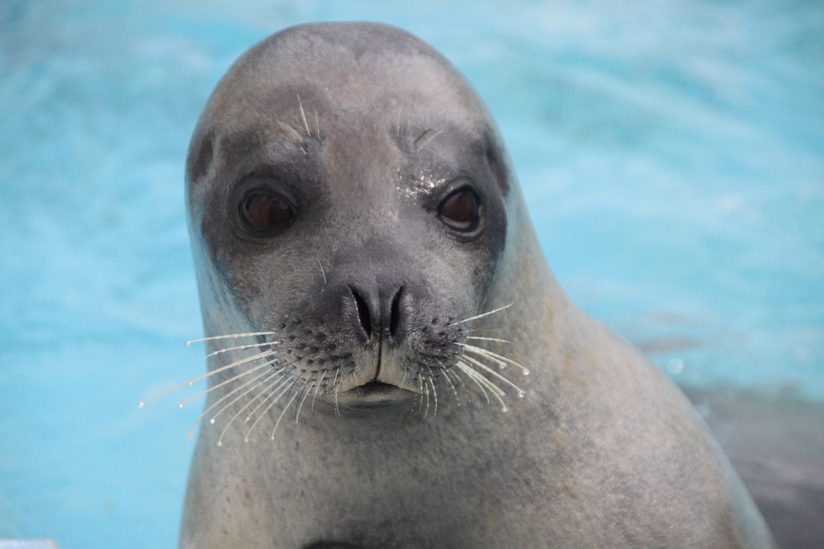 野沙普寒流水族館