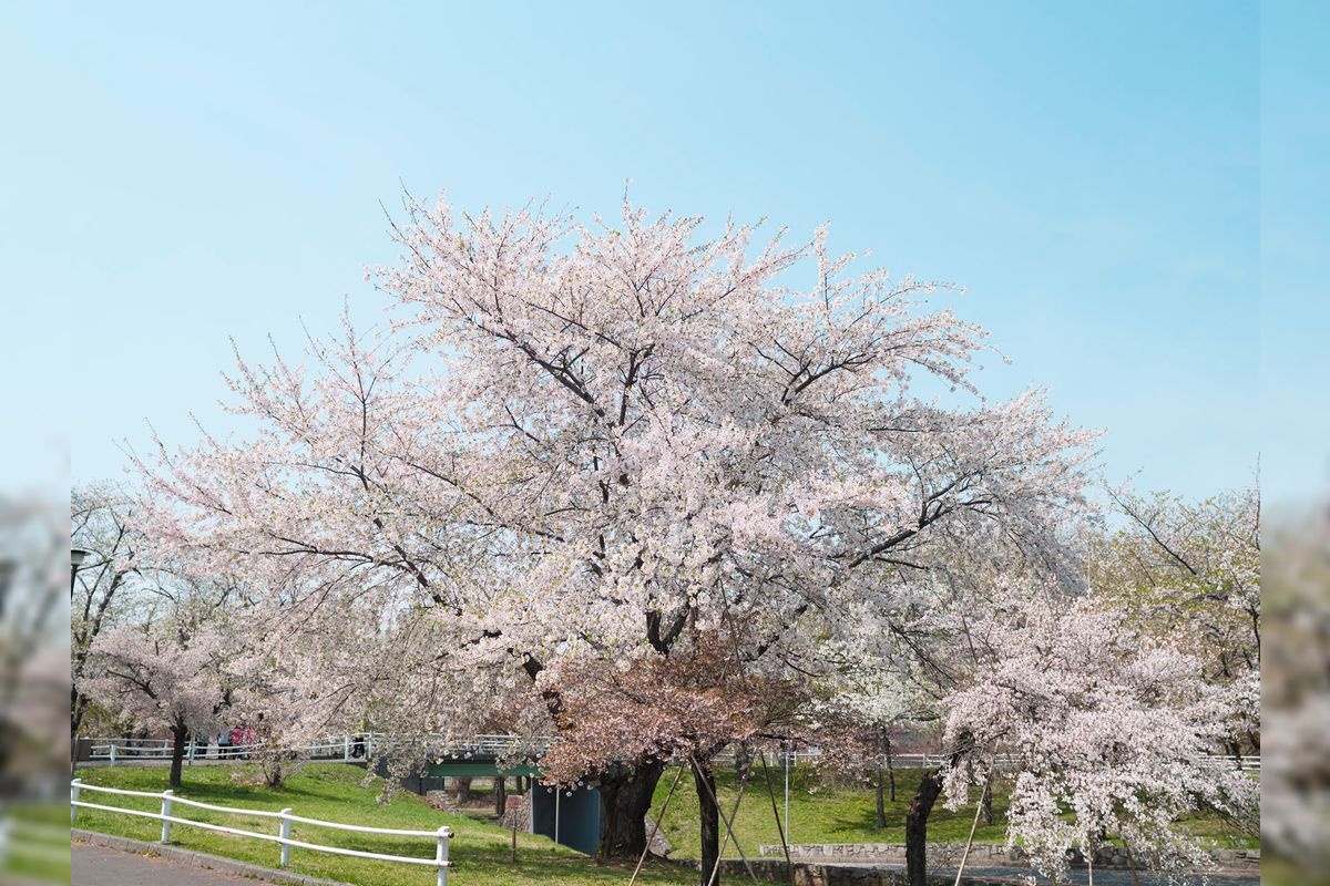 Parque Noshi