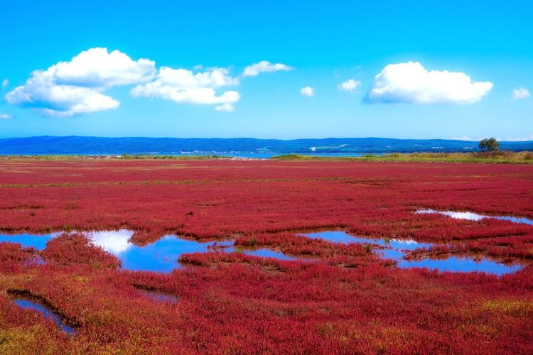พื้นที่ทุ่งดอกไม้สีแดงนโทริโกะ (Lake Notori Sango Grass) 3