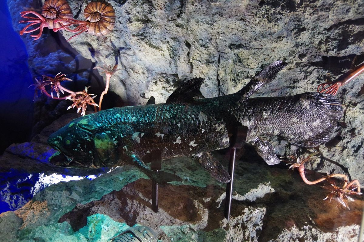 Numazu Deep Sea Aquarium