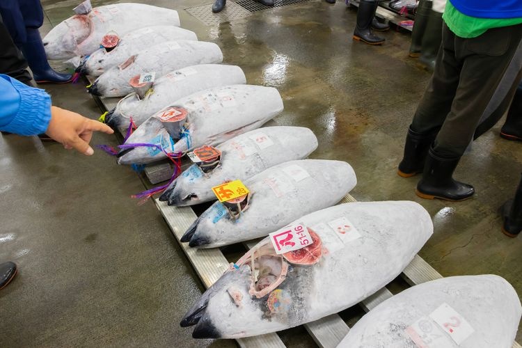 Numazu Fish Market INO 3