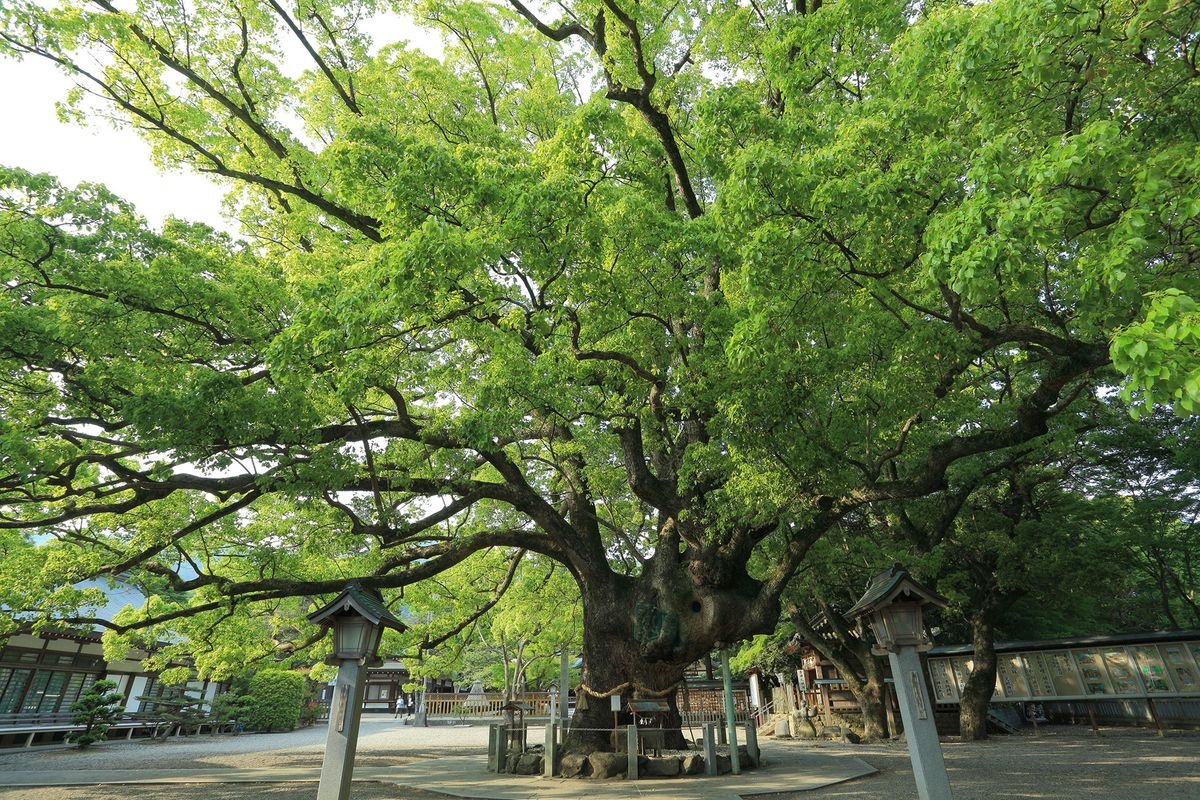 ศาลเจ้าโออาซาฮิโกะ (Oasa Hiko Jinja)