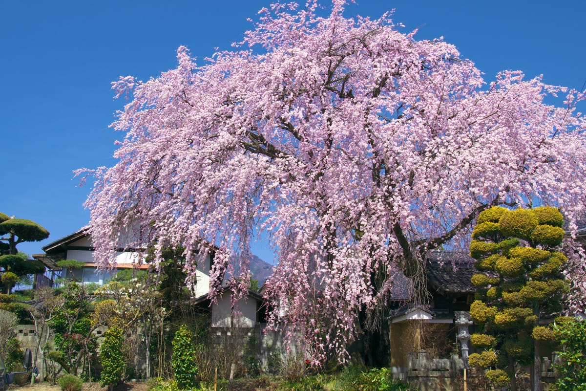 Oubai-in Tempel: De Pracht van de Rode Weidensakura