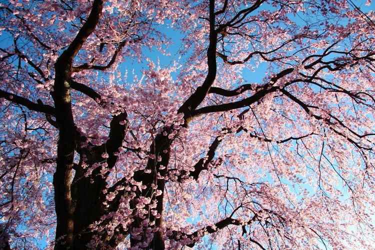 Red Weeping Cherry Blossoms at Obai-in Temple