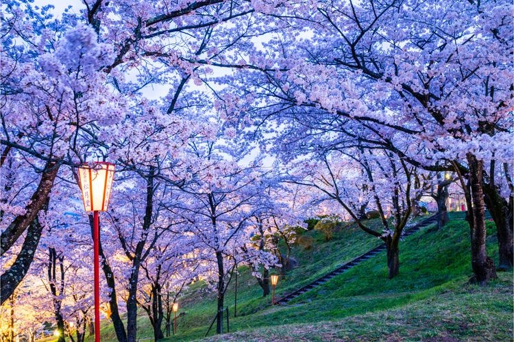 Oboshi Park