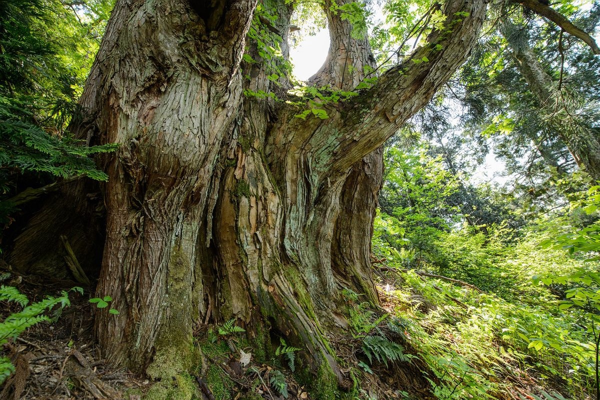 Obuyama no Osugi Giant Cedar