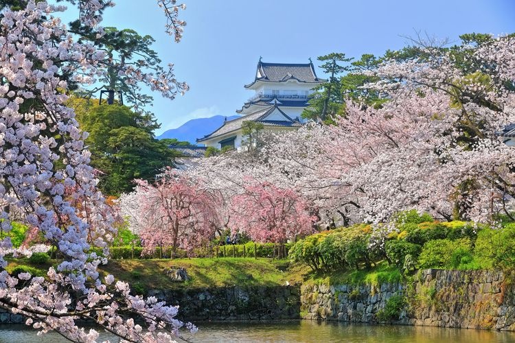 Odawara Castle 8