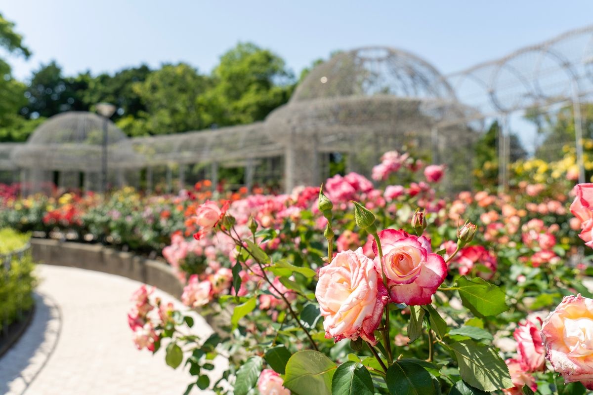 小田原花园 (Odawara Flower Garden)