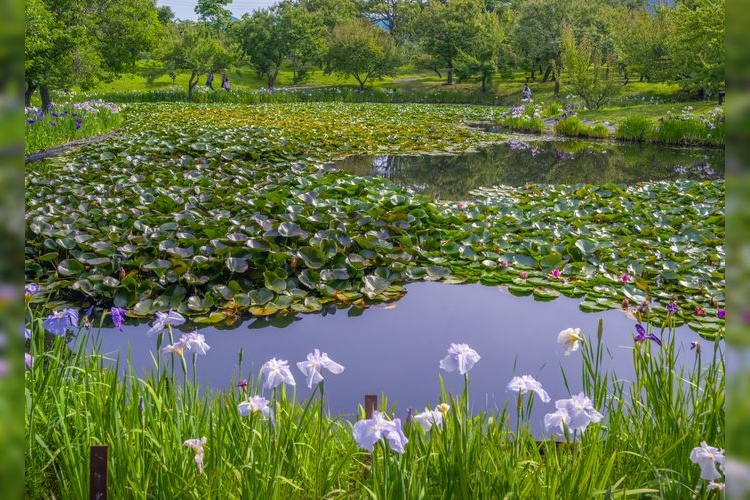 小田原花园 (Odawara Flower Garden)