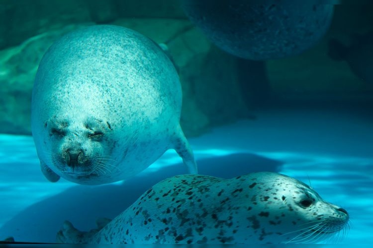 Oga Aquarium GAO