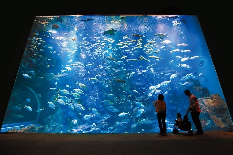 Oga Aquarium GAO 2
