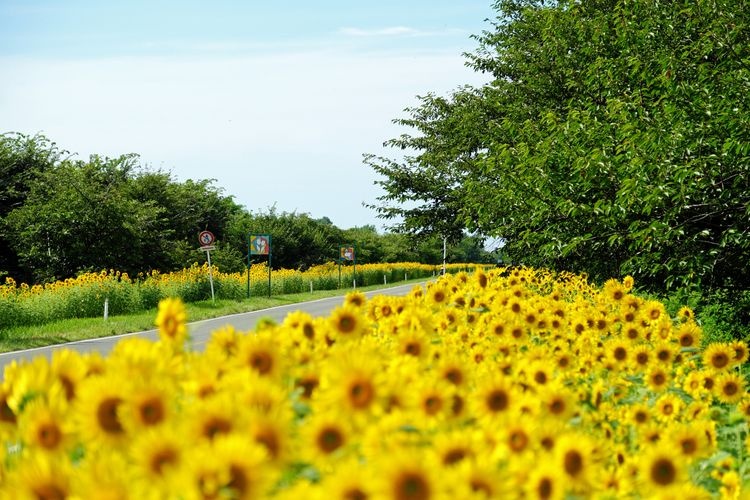 오가타촌 유채꽃 로드 (Ogata Village Nanohana Road)
