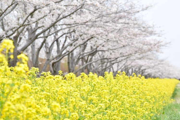 Ogata Village Nanohana Road 2