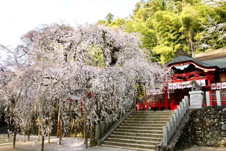 Ogawa Suwa Jinja