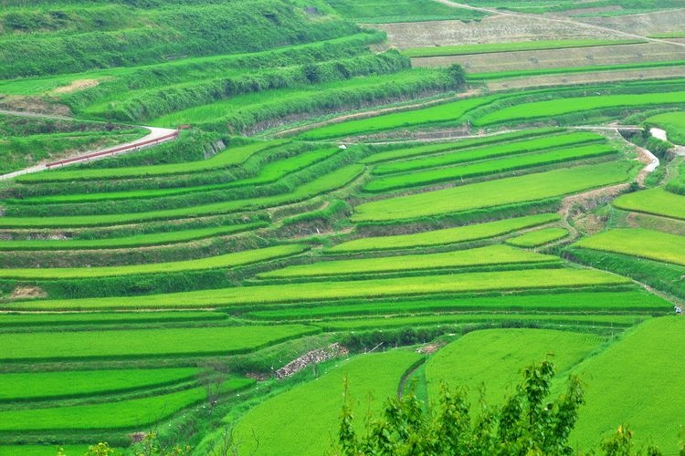 Oawaranishi no Tanada (Rice Terraces) 2