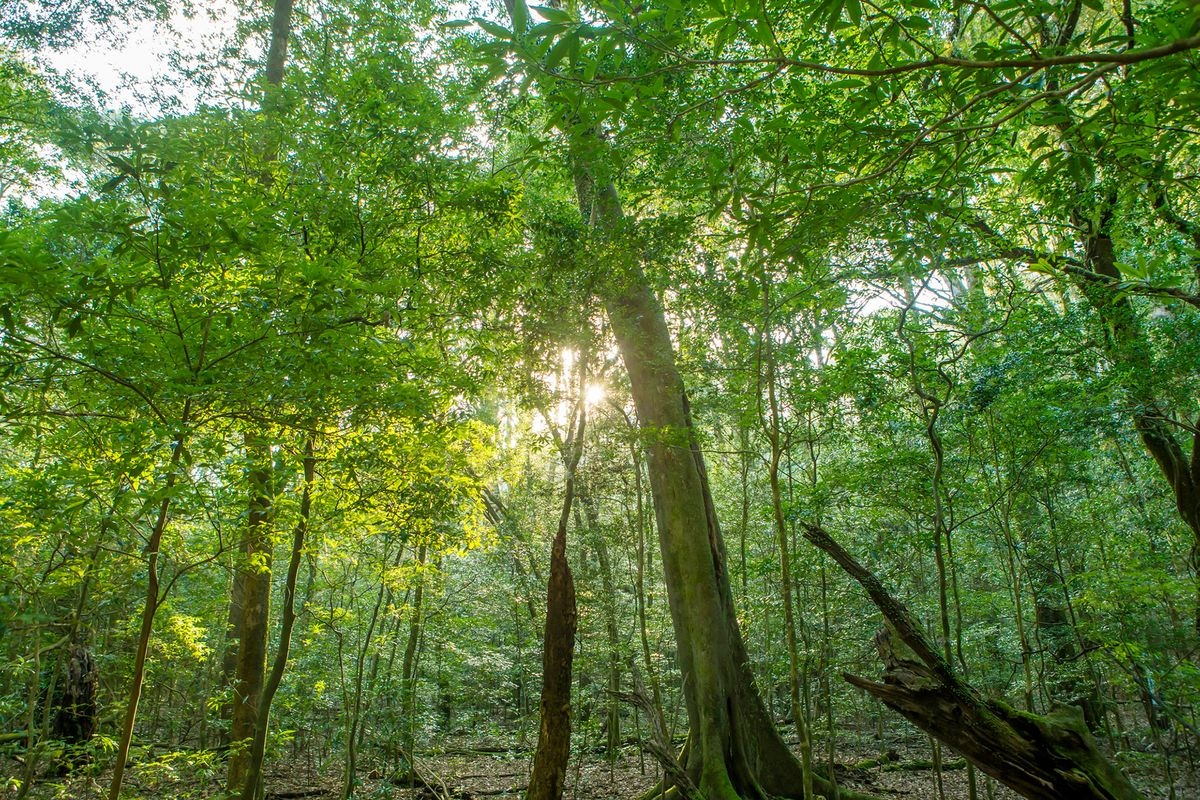 Oike Wild Bird Forest