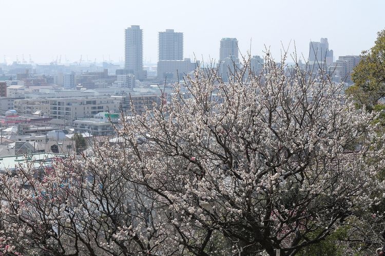 岡本梅林公園