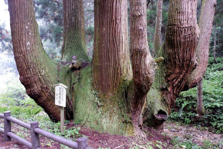 隐岐诸岛(岛前地区:知夫里岛、中之岛、西之岛) 2
