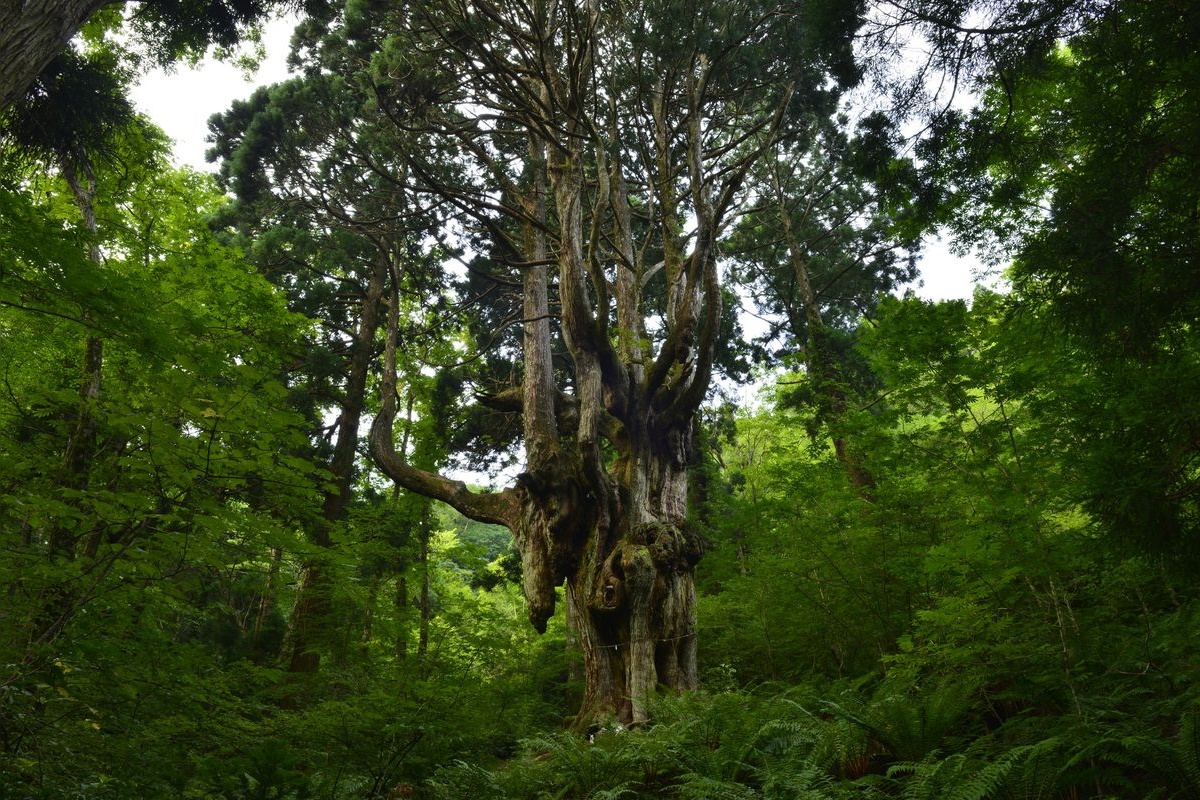 Dogo Island (Oki Islands)