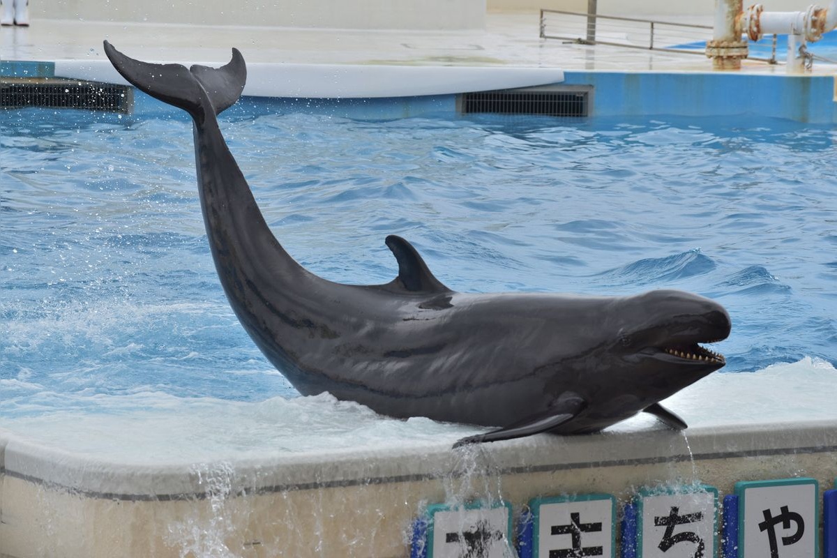 Oki-chan Theater