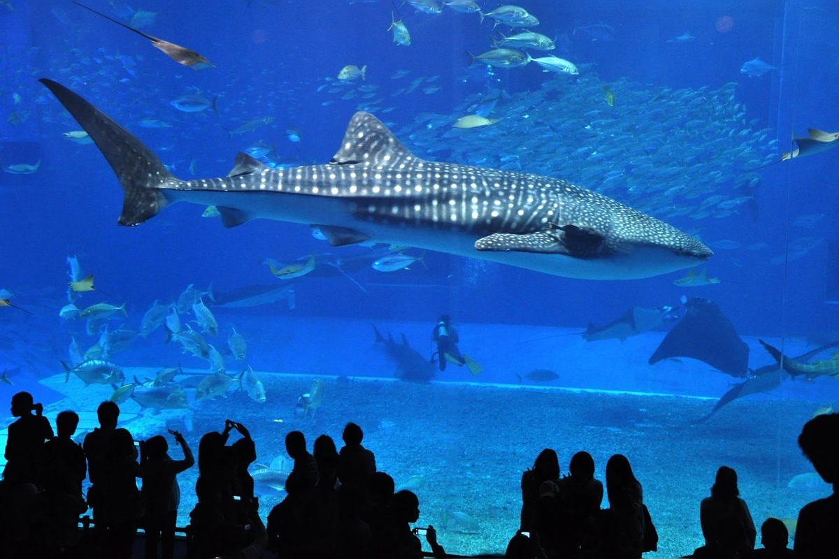 Bảo tàng Thủy cung Churaumi (Công viên Ocean Expo)