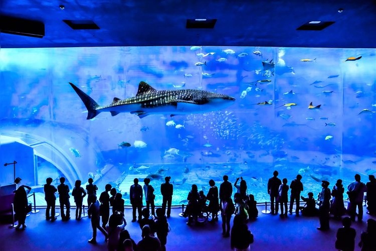 Okinawa Churaumi Aquarium (Ocean Expo Park)