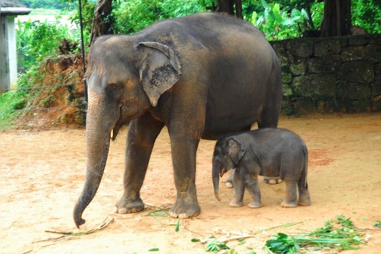 Okinawa Zoo & Museum (Okinawa Kodomo no Kuni)