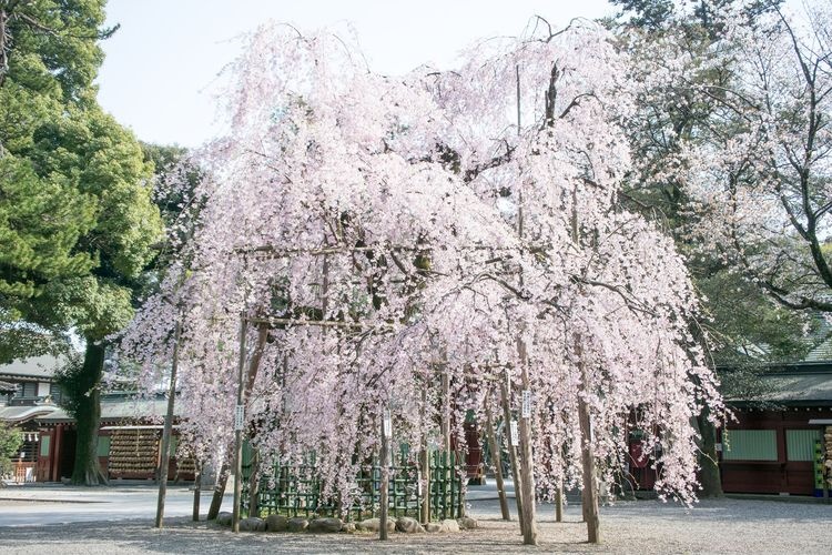 Okunitama Jinja 3
