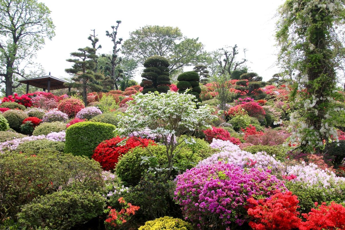 大桑原杜鵑園 (Okuwabara Tsutsujien)