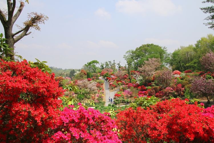 大桑原杜鵑園 (Okuwabara Tsutsujien)