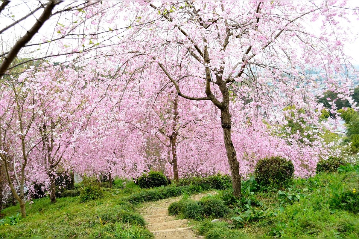 Omiwa Jinja