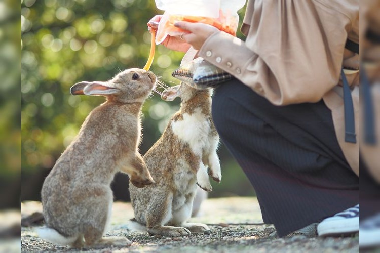Okunoshima 4