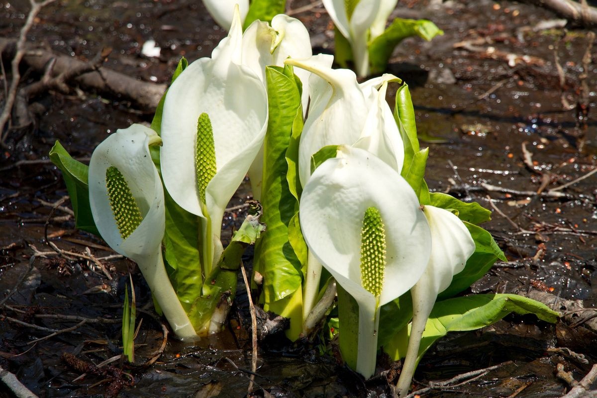 落倉自然園