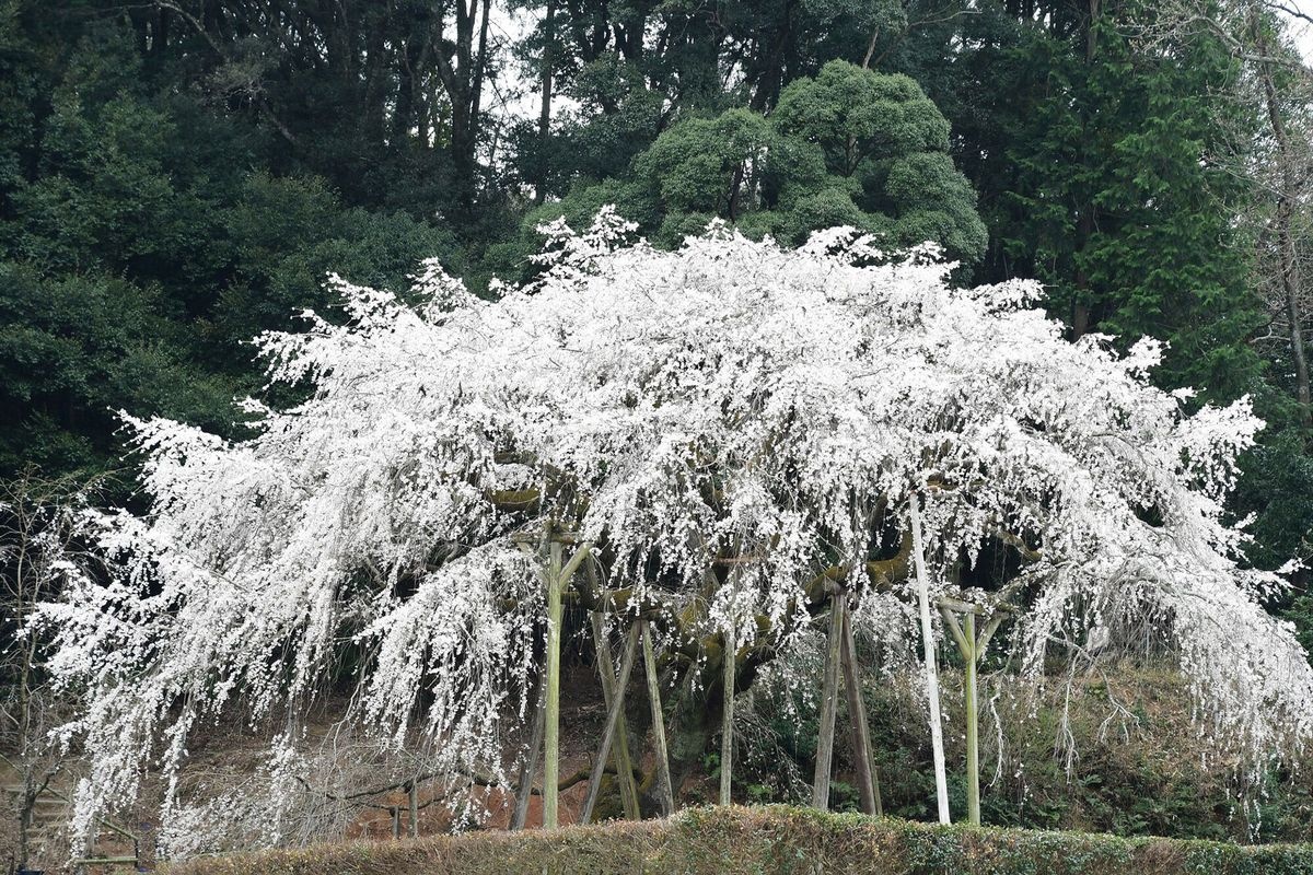 Okuyama no Shidarezakura