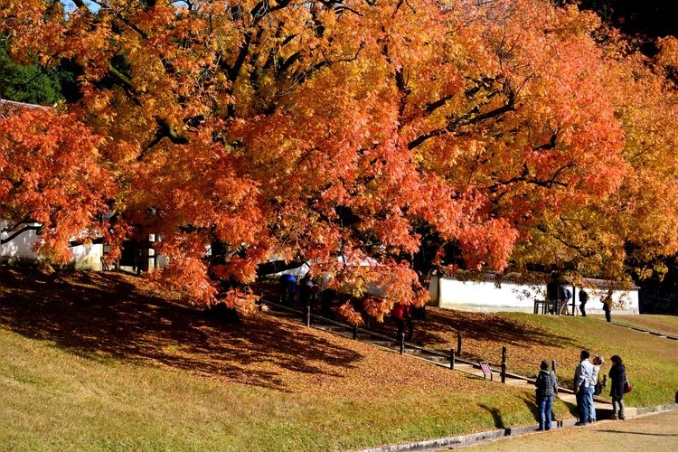Kyū Kani Gakkō 2