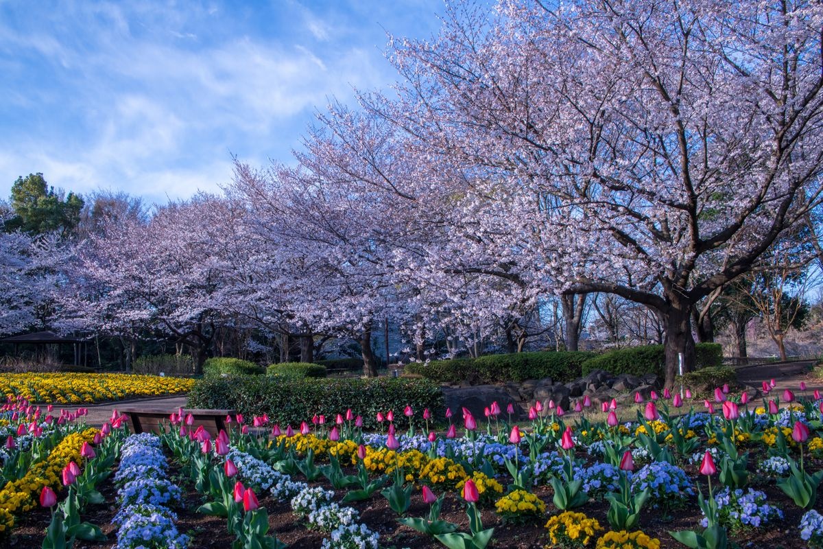 大宫花之丘农林公园
