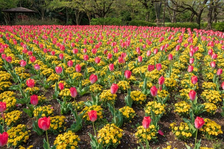 大宫花之丘农林公园