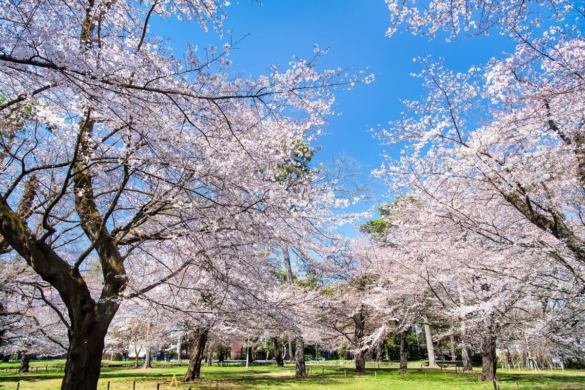 大宮公園 (Omiya Park)