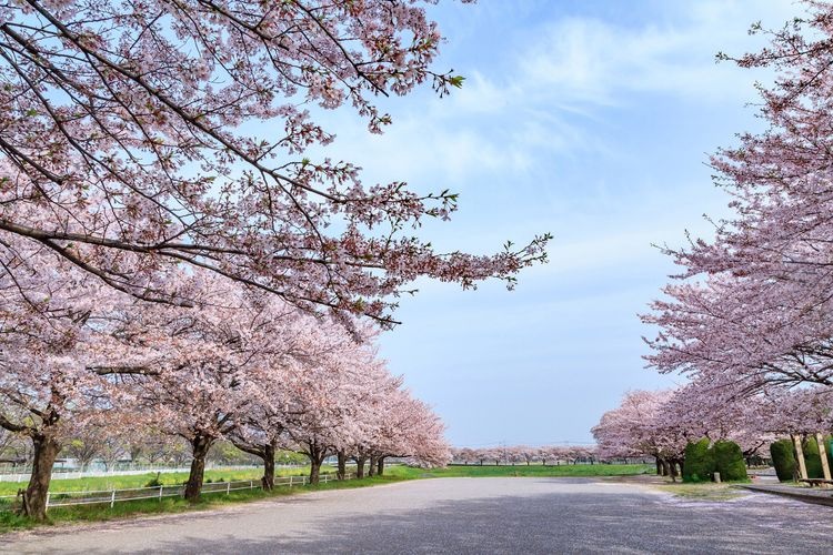 大宮公園 (Omiya Park) 2