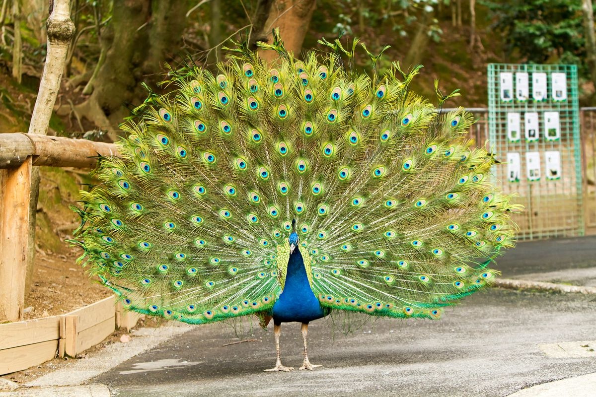 Omuta City Zoo