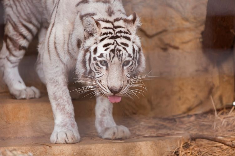 Omuta City Zoo