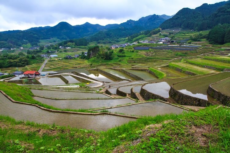 Oniki Rice Terraces