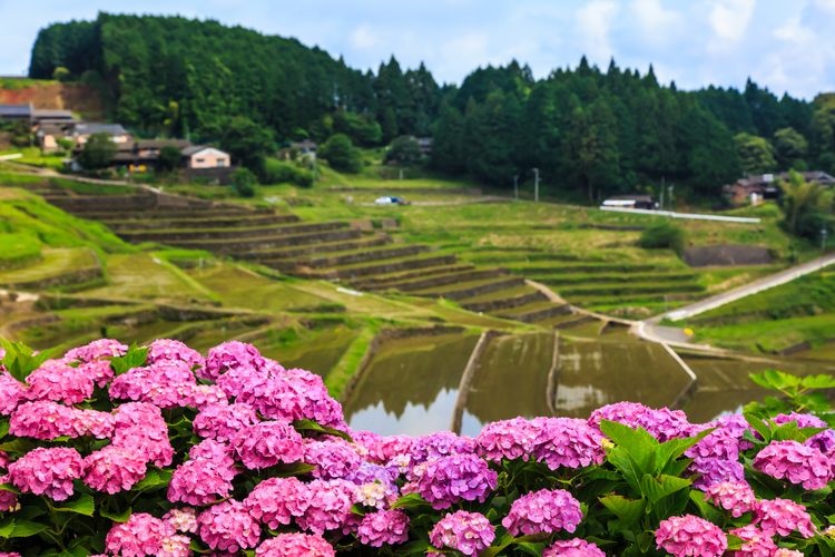 鬼木棚田 (Oniki Rice Terraces) 3