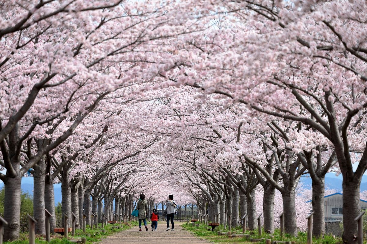 小野樱花回廊 (Ono Sakura Tsutsumi Corridor)