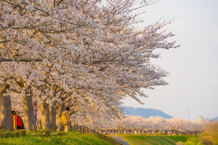 小野樱花回廊 (Ono Sakura Tsutsumi Corridor)