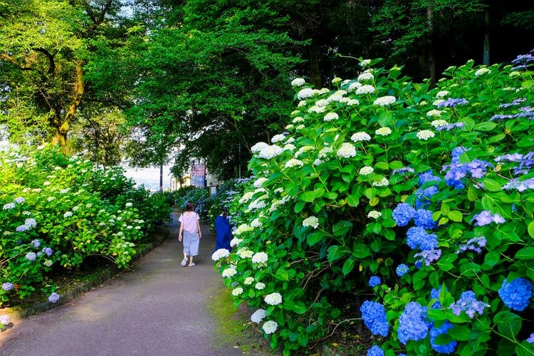 小野池あじさい公園