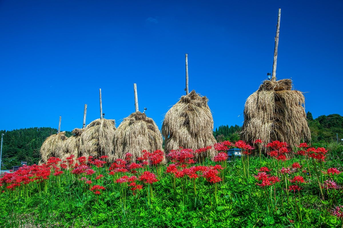 Owarabi Rice Terraces
