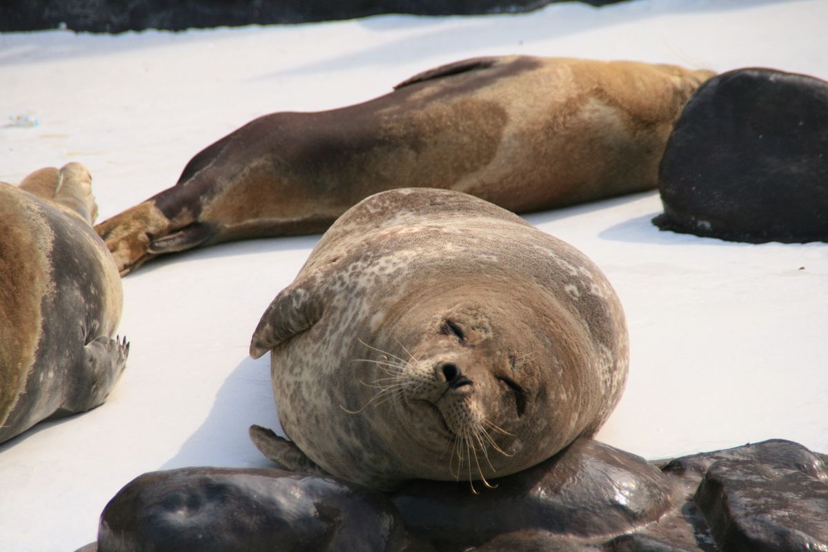 오타루 수족관 (Otaru Aquarium)